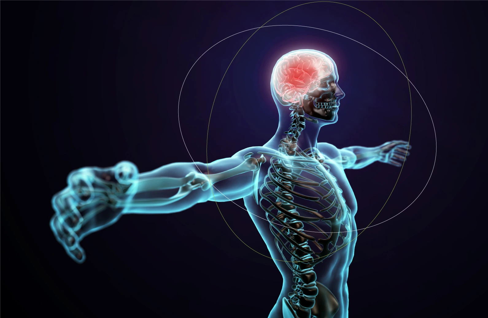 Human skeleton - IOL Chemicals and Pharmaceuticals Limited